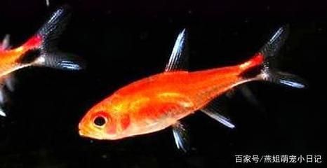 觀賞魚大眼魚（大眼魚的飼養(yǎng)技巧）