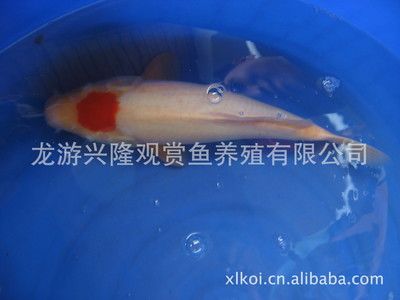 淡水大型觀賞魚種類及圖鑒視頻（淡水大型觀賞魚的起源與演變）