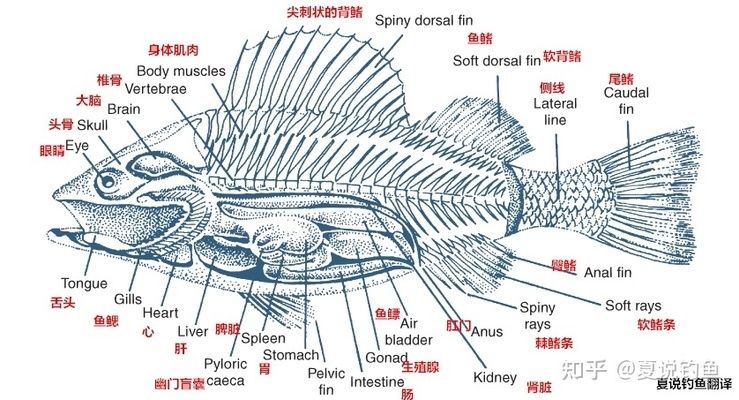 觀賞魚需要氧氣嗎（關于觀賞魚的氧氣供應）