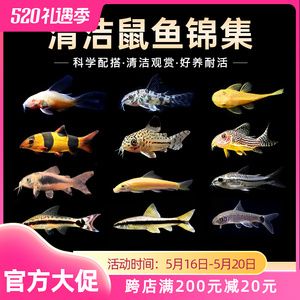 觀賞魚如何過水（觀賞魚疾病的預(yù)防與管理） 申古三間魚 第4張