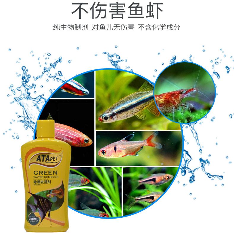 互動的觀賞魚有哪些品種的蝦（觀賞蝦混養(yǎng)時需要注意的品種是根據(jù)搜索結(jié)果整理的信息） 斑馬鴨嘴魚 第3張