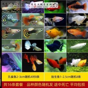 大體型觀賞魚品種（大體型觀賞魚品種概述大體型觀賞魚品種有哪些） 狗狗（犬） 第4張