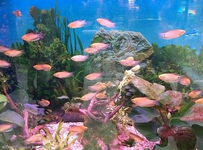 觀賞魚水族館照片（觀賞魚水族館是一個(gè)充滿生機(jī)和活力的地方） 粗線銀版魚苗 第1張