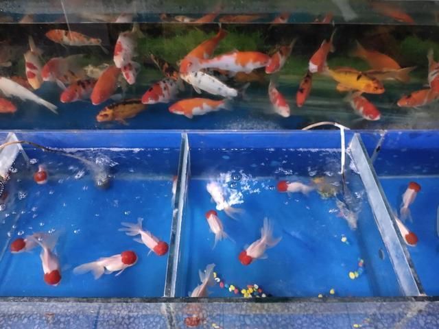 黑莊戶觀賞魚市場有草金魚嗎（北京朝陽區(qū)黑莊戶觀賞魚市場如何購買草金魚） 觀賞魚論壇 第2張