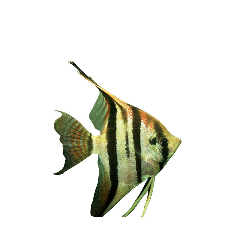 觀賞魚 燕魚（如何養(yǎng)護(hù)燕魚）