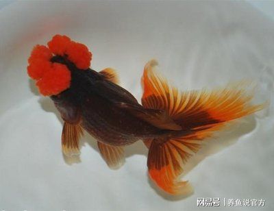 觀賞魚前十名（最早的觀賞魚前十名是什么？） 狗仔（招財(cái)貓)魚苗 第3張