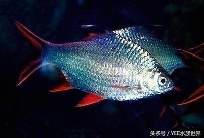 黑紅觀賞魚(yú)（黑紅觀賞魚(yú)的飼養(yǎng)） 垂釣樂(lè)園 第1張