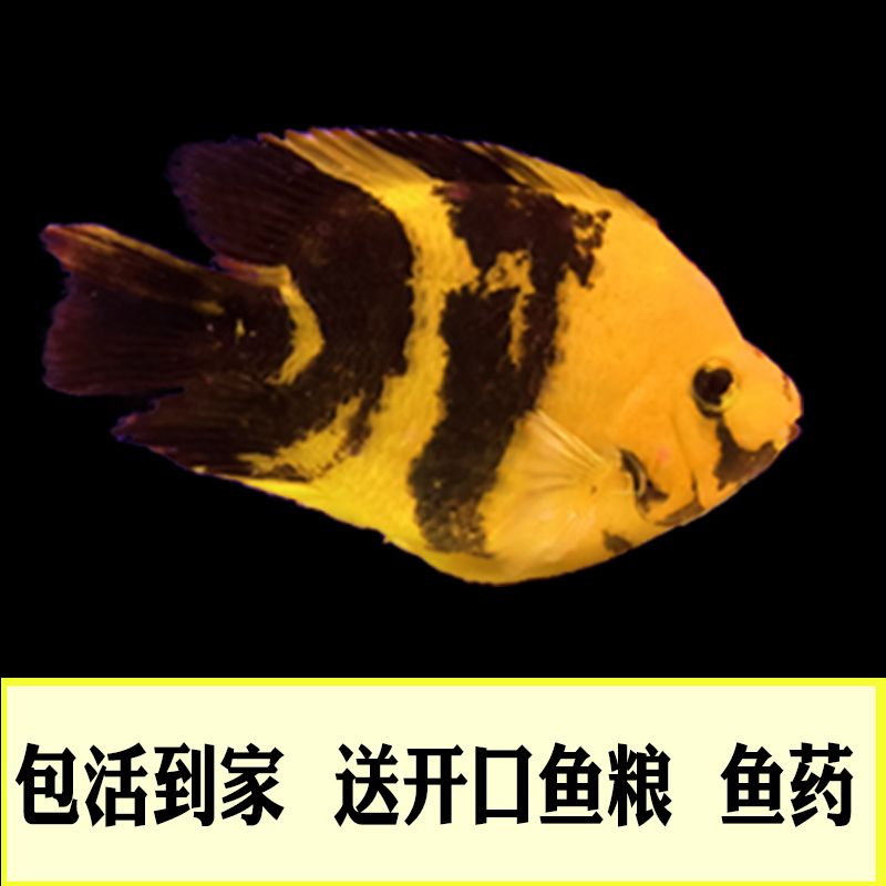 黑紅觀賞魚(yú)（黑紅觀賞魚(yú)的飼養(yǎng)） 垂釣樂(lè)園 第4張