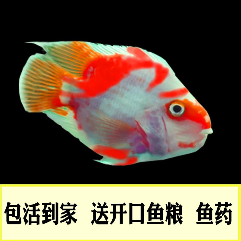 黑紅觀賞魚(yú)（黑紅觀賞魚(yú)的飼養(yǎng)） 垂釣樂(lè)園 第3張