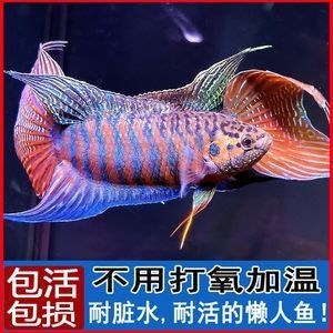 斗魚(yú)觀賞魚(yú)價(jià)格多少（斗魚(yú)觀賞魚(yú)價(jià)格在5-30元之間有些好的品種） 細(xì)線(xiàn)銀板魚(yú)苗 第3張