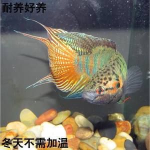 斗魚(yú)觀賞魚(yú)價(jià)格多少（斗魚(yú)觀賞魚(yú)價(jià)格在5-30元之間有些好的品種） 細(xì)線(xiàn)銀板魚(yú)苗 第4張