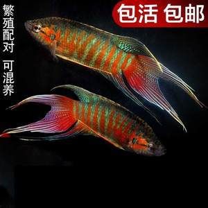 斗魚(yú)觀賞魚(yú)價(jià)格多少（斗魚(yú)觀賞魚(yú)價(jià)格在5-30元之間有些好的品種） 細(xì)線(xiàn)銀板魚(yú)苗 第1張