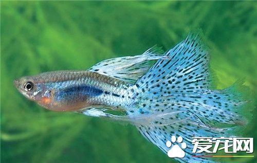 花草觀賞魚怎么養(yǎng)好（養(yǎng)好花草觀賞魚需要注意什么？）