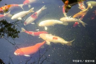 觀(guān)賞魚(yú)類(lèi)養(yǎng)殖學(xué)名詞解釋?zhuān)ㄓ^(guān)賞魚(yú)類(lèi)養(yǎng)殖學(xué)） 野生地圖魚(yú) 第3張