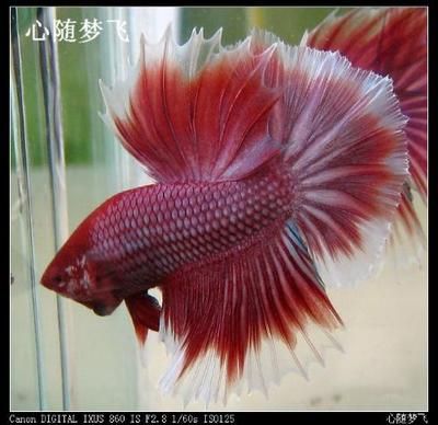 觀賞魚(yú)好看的（七彩神仙魚(yú)與海水觀賞魚(yú)的區(qū)別）