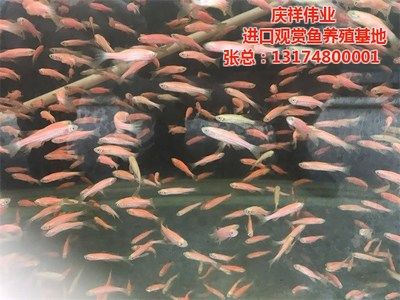 觀賞魚專賣店怎么加盟的呢（觀賞魚專賣店如何加盟） 魚缸水質穩(wěn)定劑 第1張