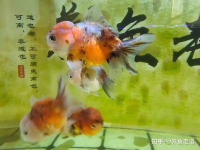 觀(guān)賞魚(yú)大量死亡什么原因（觀(guān)賞魚(yú)大量死亡可能由多種因素導(dǎo)致觀(guān)賞魚(yú)死亡的原因） 噴點(diǎn)菠蘿魚(yú) 第3張