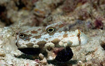 東南亞觀賞魚種類（東南亞觀賞魚種類及種類介紹） 觀賞魚飼料 第3張