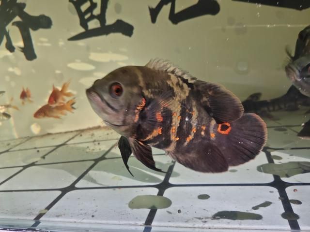 大嘴觀賞魚黃色怎么回事（大嘴觀賞魚為什么會變黃） 祥龍水族醫(yī)院 第1張