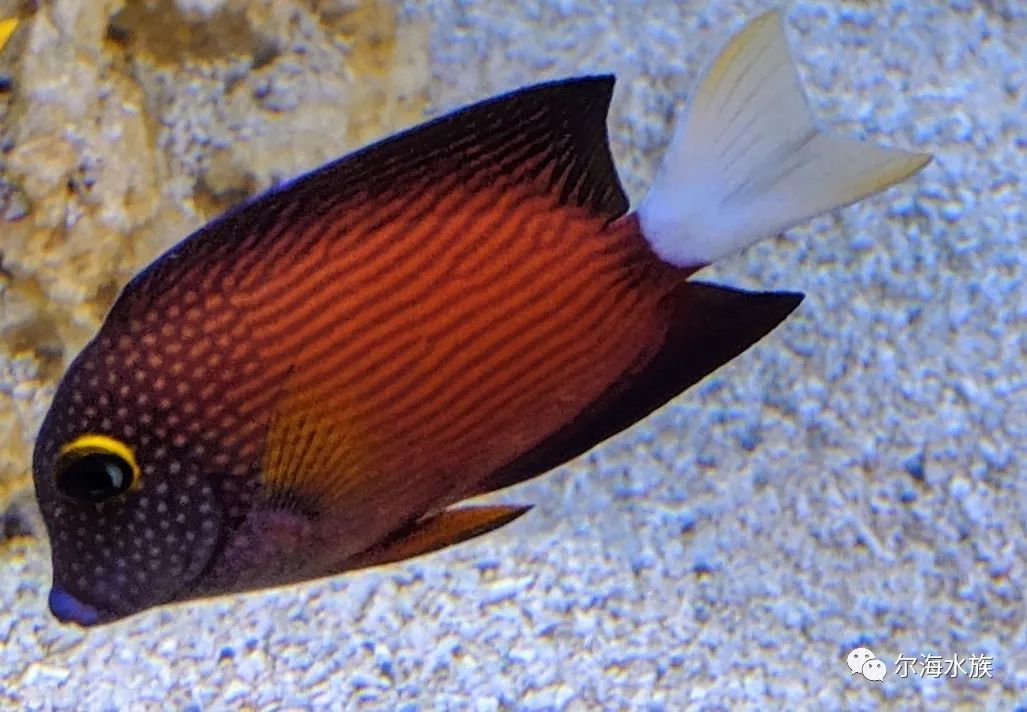 大嘴觀賞魚黃色怎么回事（大嘴觀賞魚為什么會變黃） 祥龍水族醫(yī)院 第3張