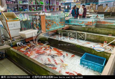 川沙賣觀賞魚（上海市浦東新區(qū)川沙新鎮(zhèn)小弟觀賞魚養(yǎng)殖場） 白子關(guān)刀魚 第1張