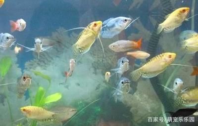 觀賞魚行業(yè)怎么樣了啊（全球觀賞魚市場規(guī)模將持續(xù)擴大，市場規(guī)模將持續(xù)擴大） 白子銀版魚苗 第1張