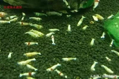 觀賞魚行業(yè)怎么樣了?。ㄈ蛴^賞魚市場規(guī)模將持續(xù)擴大，市場規(guī)模將持續(xù)擴大） 白子銀版魚苗 第3張