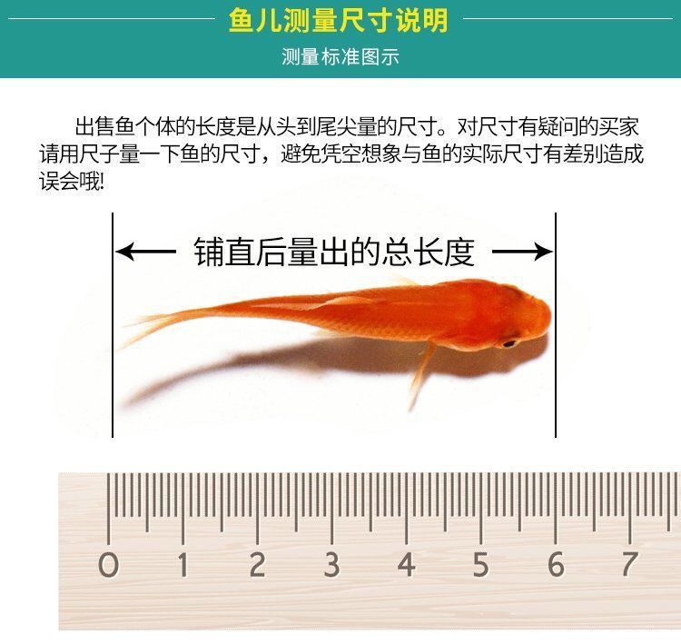 公園的觀賞魚好像草魚一樣（城市公園中的水生生態(tài)系統(tǒng)城市公園中的觀賞魚與觀賞魚的區(qū)別）