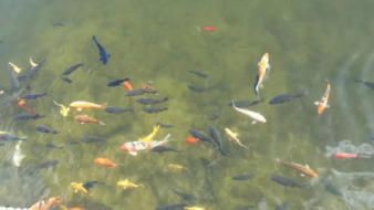 公園的觀賞魚好像草魚一樣（城市公園中的水生生態(tài)系統(tǒng)城市公園中的觀賞魚與觀賞魚的區(qū)別） 吉印水族 第4張