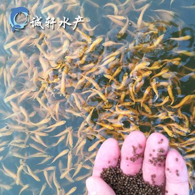 公園的觀賞魚好像草魚一樣（城市公園中的水生生態(tài)系統(tǒng)城市公園中的觀賞魚與觀賞魚的區(qū)別）