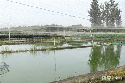 戶外觀賞魚池養(yǎng)什么魚好呢（金魚的起源與演變）