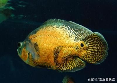 觀賞魚凸眼病治療妙招（養(yǎng)魚常見誤區(qū)解析） 硝化細(xì)菌 第3張