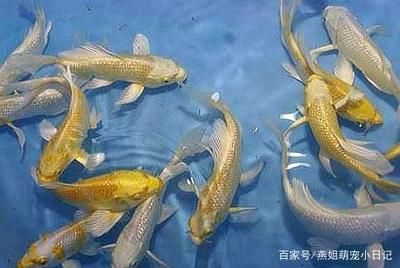 觀賞魚養(yǎng)魚（新手養(yǎng)觀賞魚的建議和注意事項，） 馬來西亞咖啡 第1張