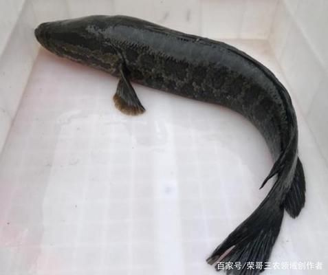 黑桃a魚(yú)價(jià)格黑桃a魚(yú)價(jià)格黑桃a魚(yú)為什么這么貴（黑桃a香檳價(jià)格為何昂貴，黑桃a香檳的價(jià)格與昂貴原因） 元寶鳳凰魚(yú) 第4張