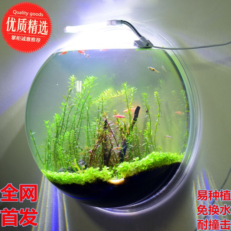 花瓶里養(yǎng)魚和水草照片圖（如何在花瓶里養(yǎng)魚和水草） 恐龍王魚 第2張