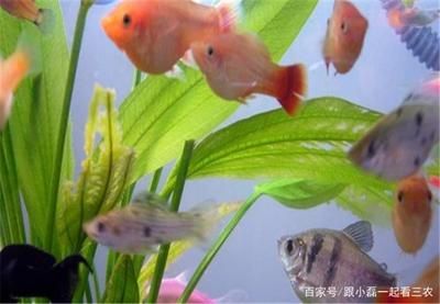 觀賞魚的水溫（關(guān)于觀賞魚的水溫控制） 元寶鳳凰魚專用魚糧 第1張