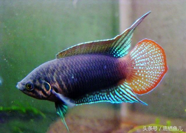 湖南觀賞魚（湖南省長沙市的觀賞魚產(chǎn)業(yè)） 星座運勢 第2張