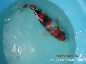 湖南觀賞魚（湖南省長沙市的觀賞魚產(chǎn)業(yè)） 星座運勢 第1張