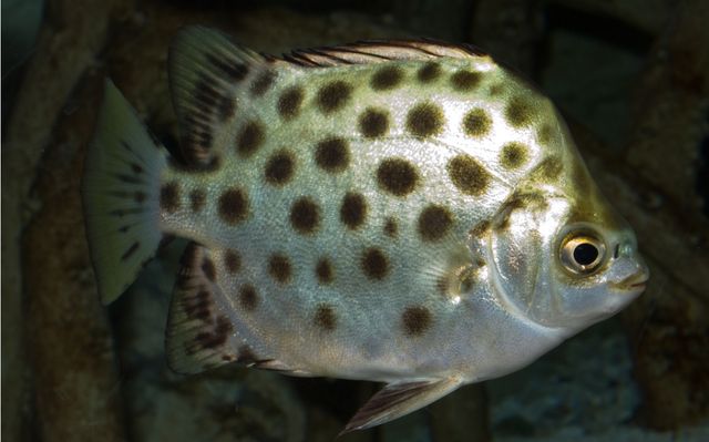 非洲金鼓魚 百科（非洲金鼓魚） 虎紋銀版魚 第1張