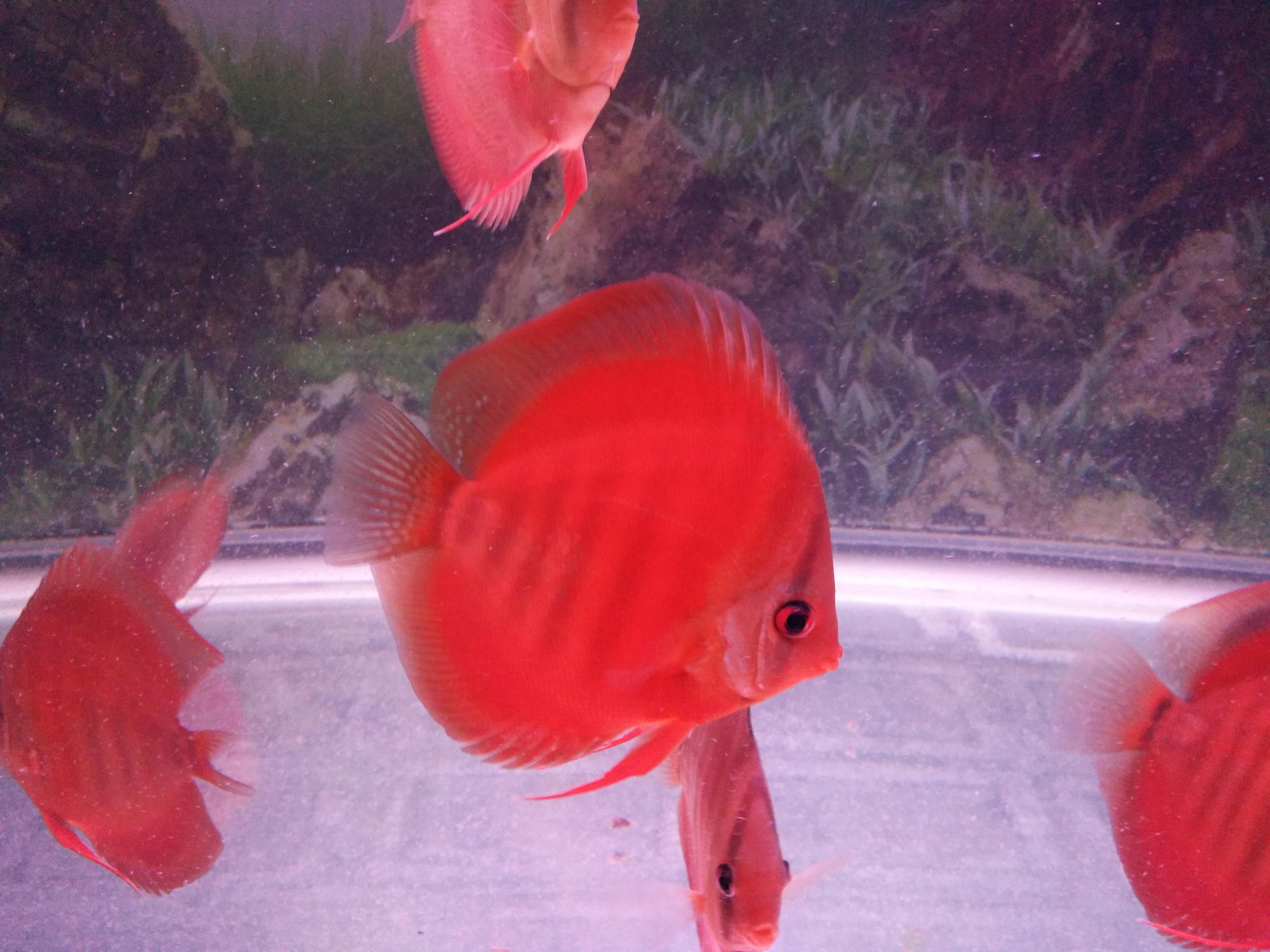 大型 觀賞魚（大型觀賞魚的飼養(yǎng)） 白玉紅龍魚 第4張