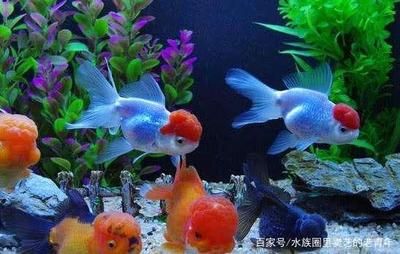 觀賞魚(yú)的銷(xiāo)售方法與技巧（關(guān)于觀賞魚(yú)銷(xiāo)售方法與技巧的一些參考） 龍魚(yú)之家 第1張