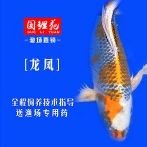 觀賞魚正確的養(yǎng)法視頻（觀賞魚的色彩科學(xué)你知道嗎觀賞魚的色彩科學(xué)你知道嗎） 一方水族 第4張