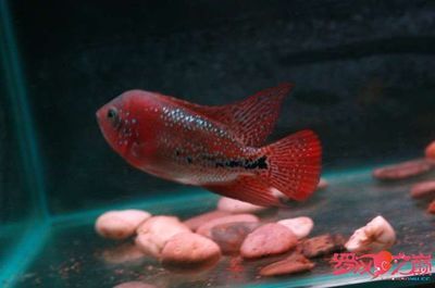 觀賞魚如何快速的長大（觀賞魚生長周期解析） 海水魚 第3張