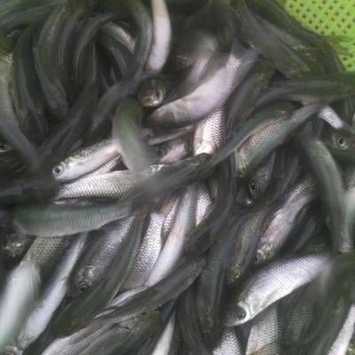 草魚苗價格（草魚苗價格因規(guī)格、來源地、市場需求等因素有所不同） 孵化器 第4張