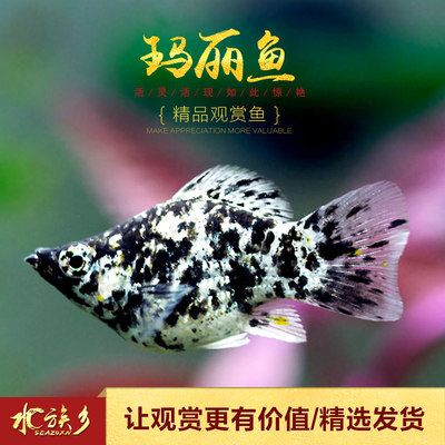 觀賞魚(yú)之家app觀賞魚(yú)之家app（觀賞魚(yú)之家論壇官網(wǎng)）（觀賞魚(yú)之家app是什么？） 帝王血鉆魚(yú) 第1張