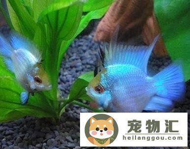 觀賞魚(yú)之家app觀賞魚(yú)之家app（觀賞魚(yú)之家論壇官網(wǎng)）（觀賞魚(yú)之家app是什么？） 帝王血鉆魚(yú) 第3張