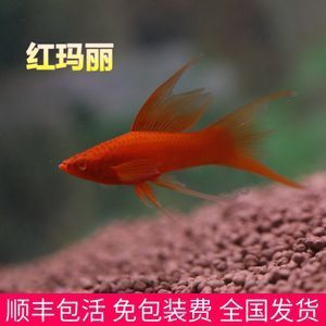 各種觀賞魚價格（各種觀賞魚價格的大致范圍） 潛水泵 第4張