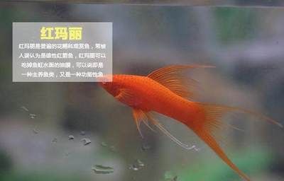 各種觀賞魚價格（各種觀賞魚價格的大致范圍） 潛水泵 第3張