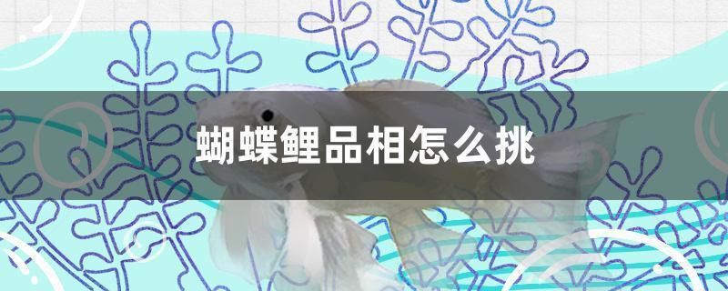 蝴蝶鯉魚苗怎么看品相（如何挑選健康的蝴蝶鯉） 黑云魚 第1張