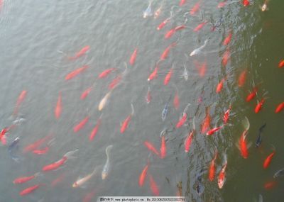 紅魚觀賞魚能吃嗎有毒嗎視頻（觀賞魚是否有毒） 三色錦鯉魚 第2張